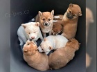 Zdrav� a hrav� �t��ata Shiba Inu.
