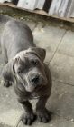 Cane Corso �t��ata