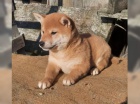 Shiba inu fenka