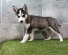 Sibi�sk� husky �t��ata na prodej~