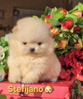 Pomeranian BOO �t��ata