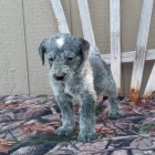 Australian cattle Dog Heeler