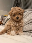 MINI Maltipoo