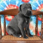 �t��ata n�meck� dogy