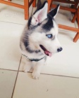 Husky na prodej