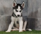 Husky na prodej