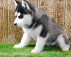 Husky na prodej