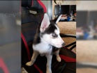 Husky na prodej