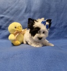 Jork��rsk� terir�r-jork��r