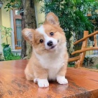 �t��ata vel�sk�ho corgi pembroke