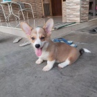 �t��ata vel�sk�ho corgi pembroke