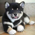 2 �t��ata Akita Inu