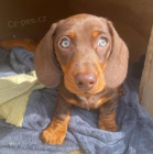 Jezev��k hladkosrst�