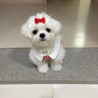 �t��ata malt�z�k�.