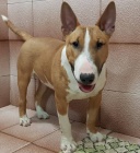 �t��ata mini anglick�ho bulteri�ra