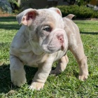 �t��ata anglick�ho buldo�ka