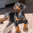 Dobrman �t���tka