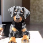 Dobrman �t���tka