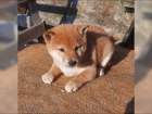 K dispozici kr�sn� �t�n� Shiba inu