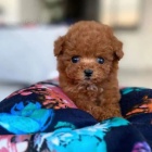 Kr�sn� �t��ata toy pudla.