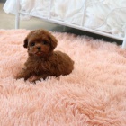 Kr�sn� �t��ata toy pudla.