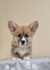 Vel�sk� Corgi Pembroke �t��ata