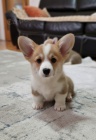 Vel�sk� Corgi Pembroke �t��ata