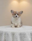 Vel�sk� Corgi Pembroke �t��ata