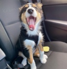 �t��ata border kolie