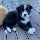 �t��ata border kolie