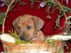 Rhod�sk� ridgeback - �t���tka