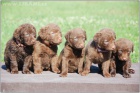 Jack Russell teri�r a Chesapeake bay retriever