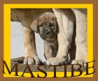�pan�lsk� mastin - ch.s. MASTIBE - fenka s PP
