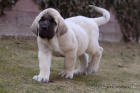 �pan�lsk� mastin - ch.s. MASTIBE - fenka s PP