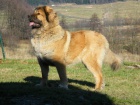 Kavkazsk� pasteveck� pes s PP