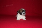 LHASA APSO - �teniatka s PP