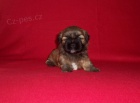 LHASA APSO - �teniatka s PP