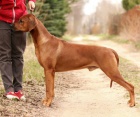 Anima Animal - Rhod�sk� ridgeback