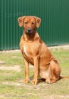 Anima Animal - Rhod�sk� ridgeback