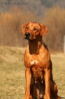 Anima Animal - Rhod�sk� ridgeback
