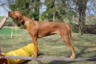 Anima Animal - Rhod�sk� ridgeback