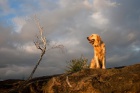 Golden retriever bez PP ke kryt�