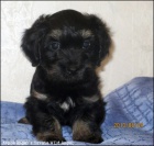 Havansk� ps�k s PP - fene�ka - pejsci