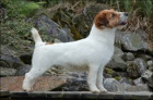 Chesapeake bay retr�vr a Jack Russell teri�r