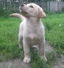 Labradorsk� retriever s PP