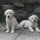 Labradorsk� retriever s PP