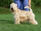 RARITA-IRISH SOFT COATED WHEATEN TERI�R