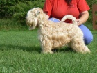 RARITA-IRISH SOFT COATED WHEATEN TERI�R
