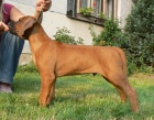 Rhod�sk� ridgeback �t���tka s PP