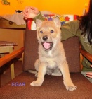 �eskoslovensk� vl��k s PP